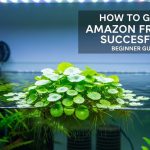 Frogbit roots trimming process using aquarium scissors